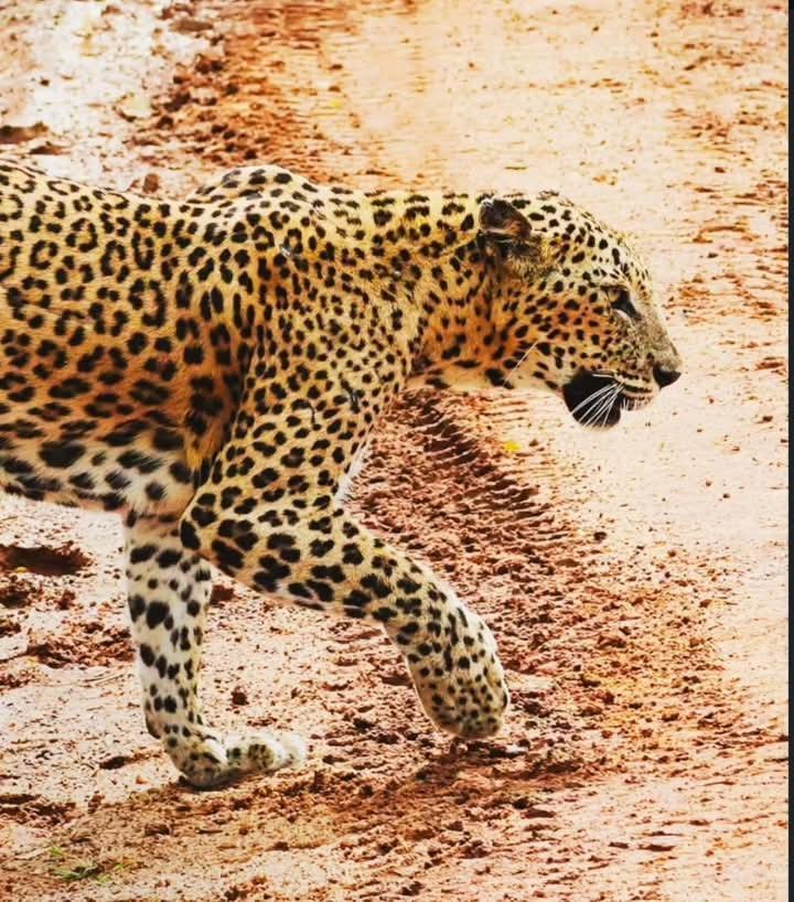 فندق Malindu Yala Gate تيساماهاراما المظهر الخارجي الصورة